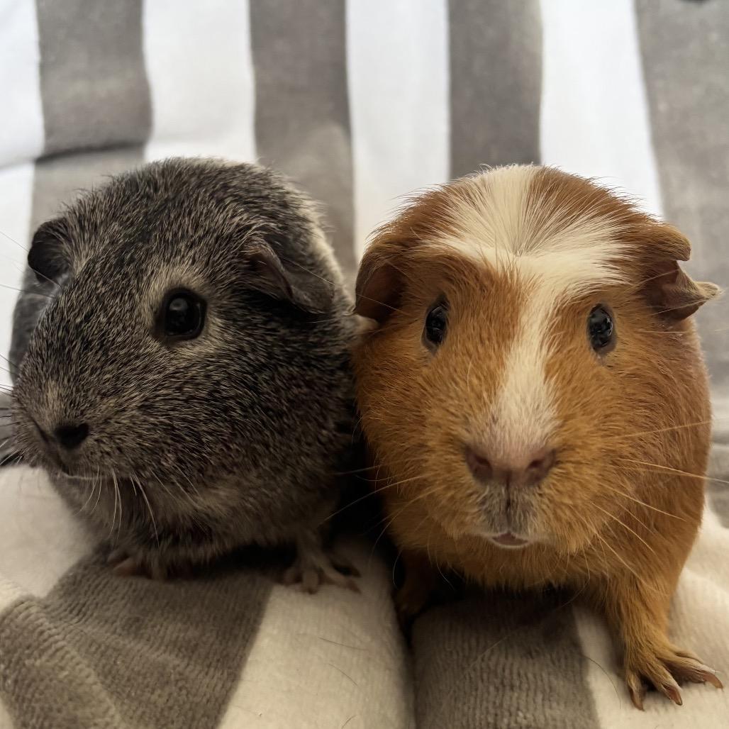 Enlarge Isolde, a Adoptable Guinea Pig in Las Vegas, NV image 4/4