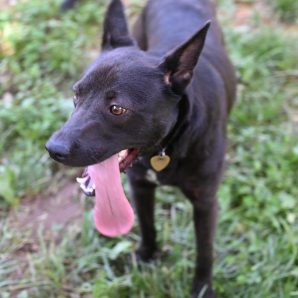 Fetch — thumbnail 2