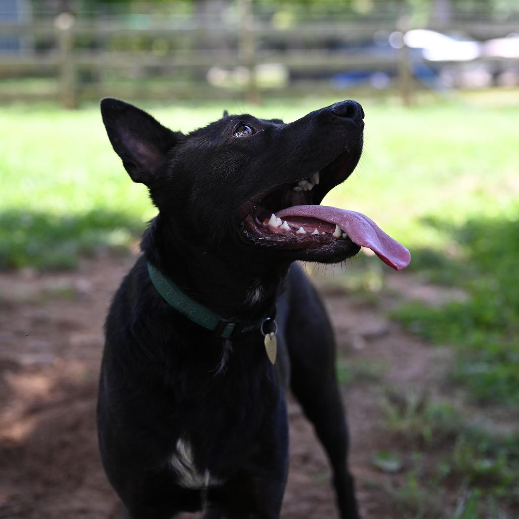 Fetch — thumbnail 3