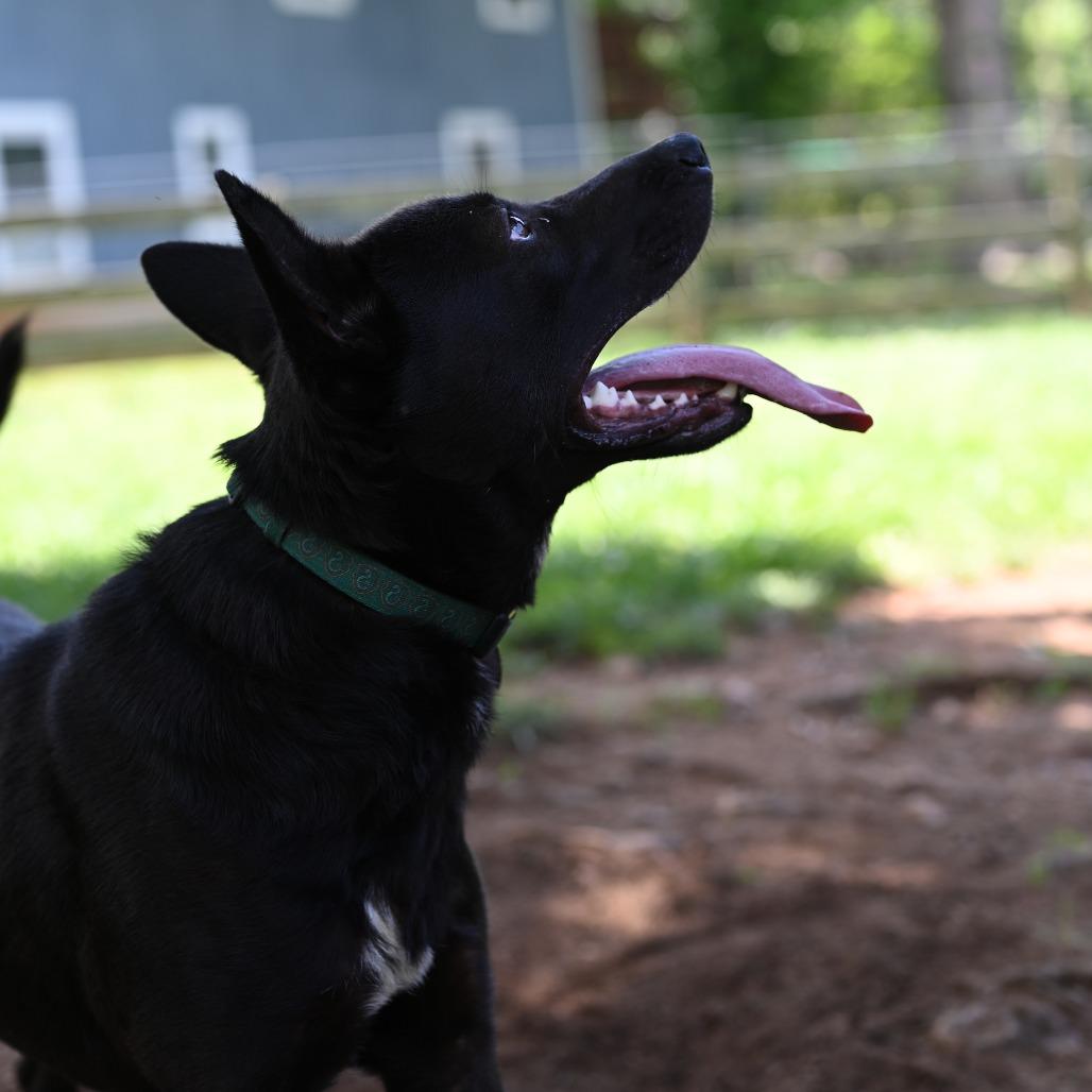 Fetch — thumbnail 4