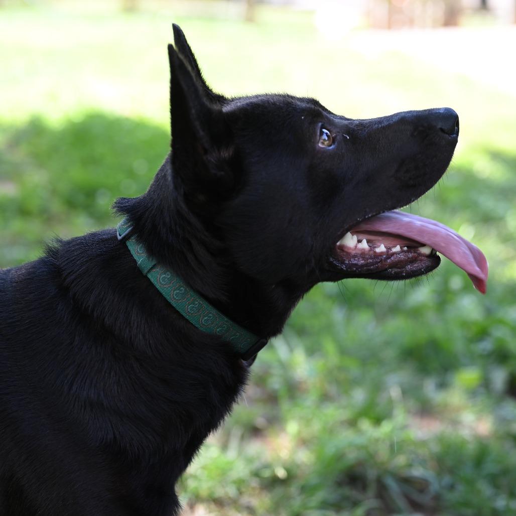 Fetch — thumbnail 6