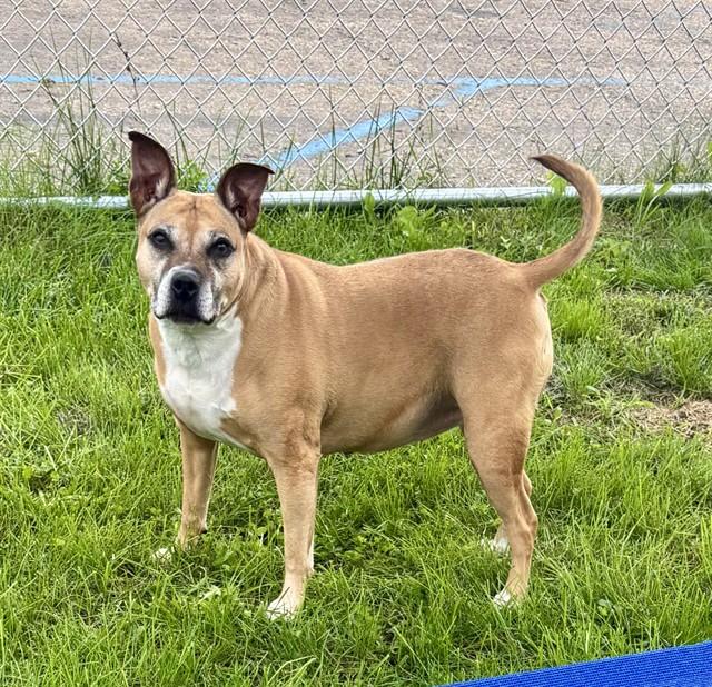 STELLA, Adoptable, Adult Female Staffordshire Bull Terrier & Mixed Breed.