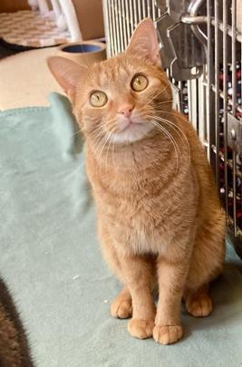 Walter, Adopted, Young Male American Shorthair.