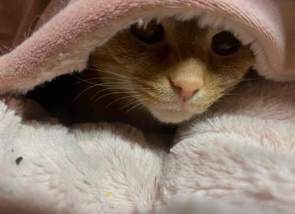 Enlarge Walter, a Adopted American Shorthair in scottsville, VA image 4/4