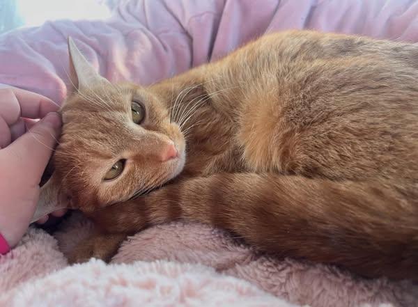 Enlarge Walter, a Adopted American Shorthair in scottsville, VA image 2/4