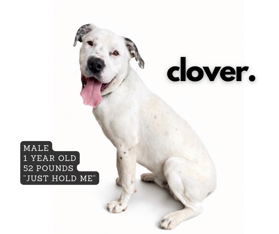 Clover, Adoptable, Young Male American Bulldog.