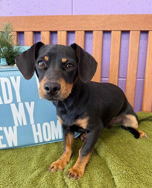 Enlarge **ZEUS**, a Adoptable Dachshund in North Prairie, WI image 1/3