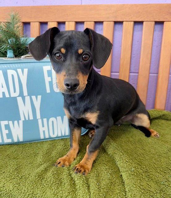 Enlarge **ZEUS**, a Adoptable Dachshund in North Prairie, WI image 2/3