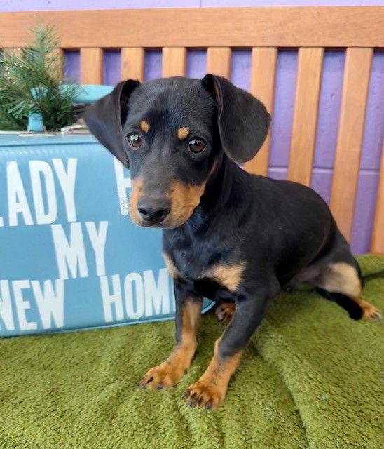 Enlarge **ZEUS**, a Adoptable Dachshund in North Prairie, WI image 3/3