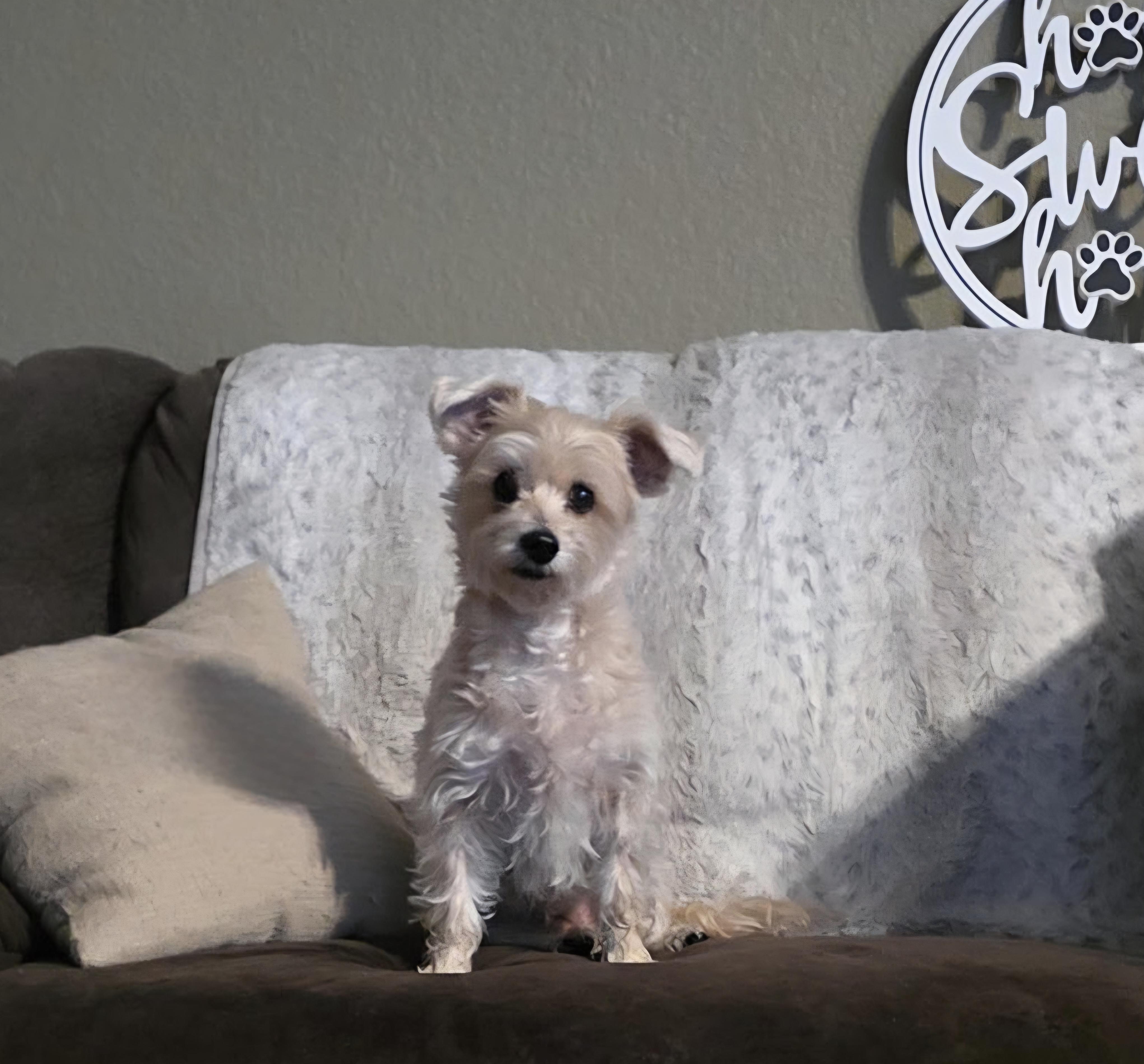 Enlarge Summer, a ADOPTABLE mixed breed in Clovis, CA image 3/4