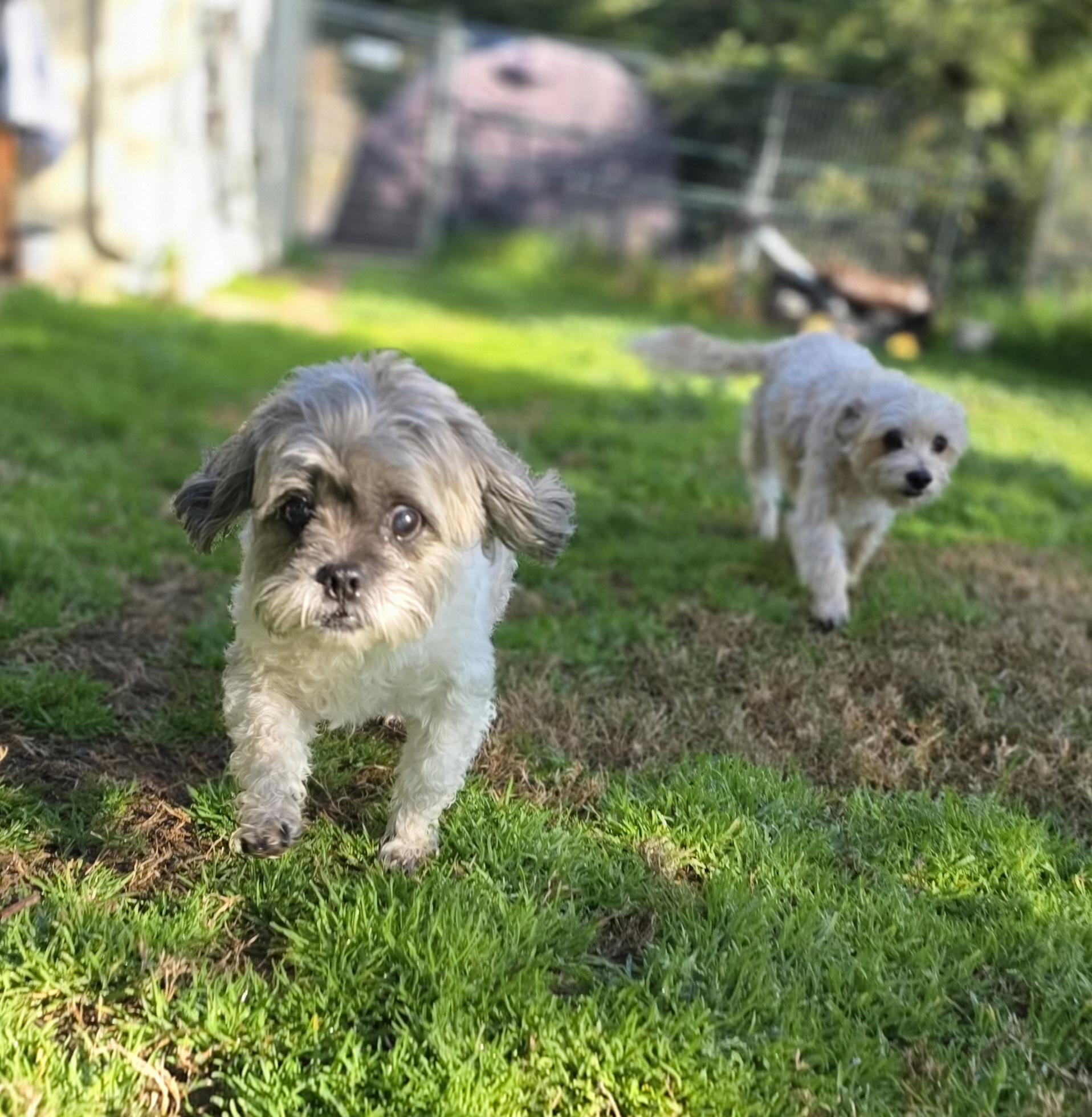 Enlarge Summer, a ADOPTABLE mixed breed in Clovis, CA image 2/4