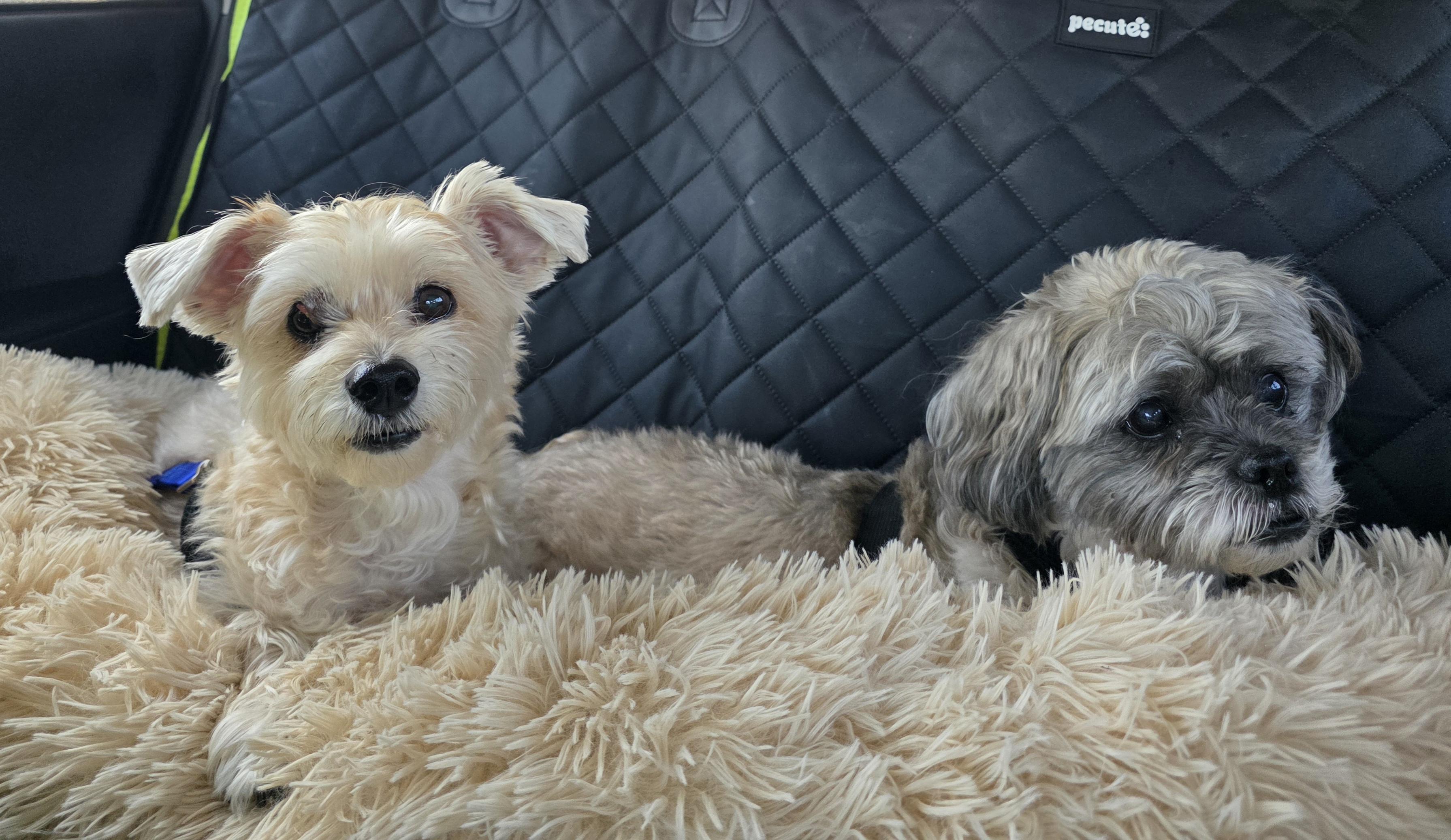 Enlarge Summer, a ADOPTABLE mixed breed in Clovis, CA image 4/4