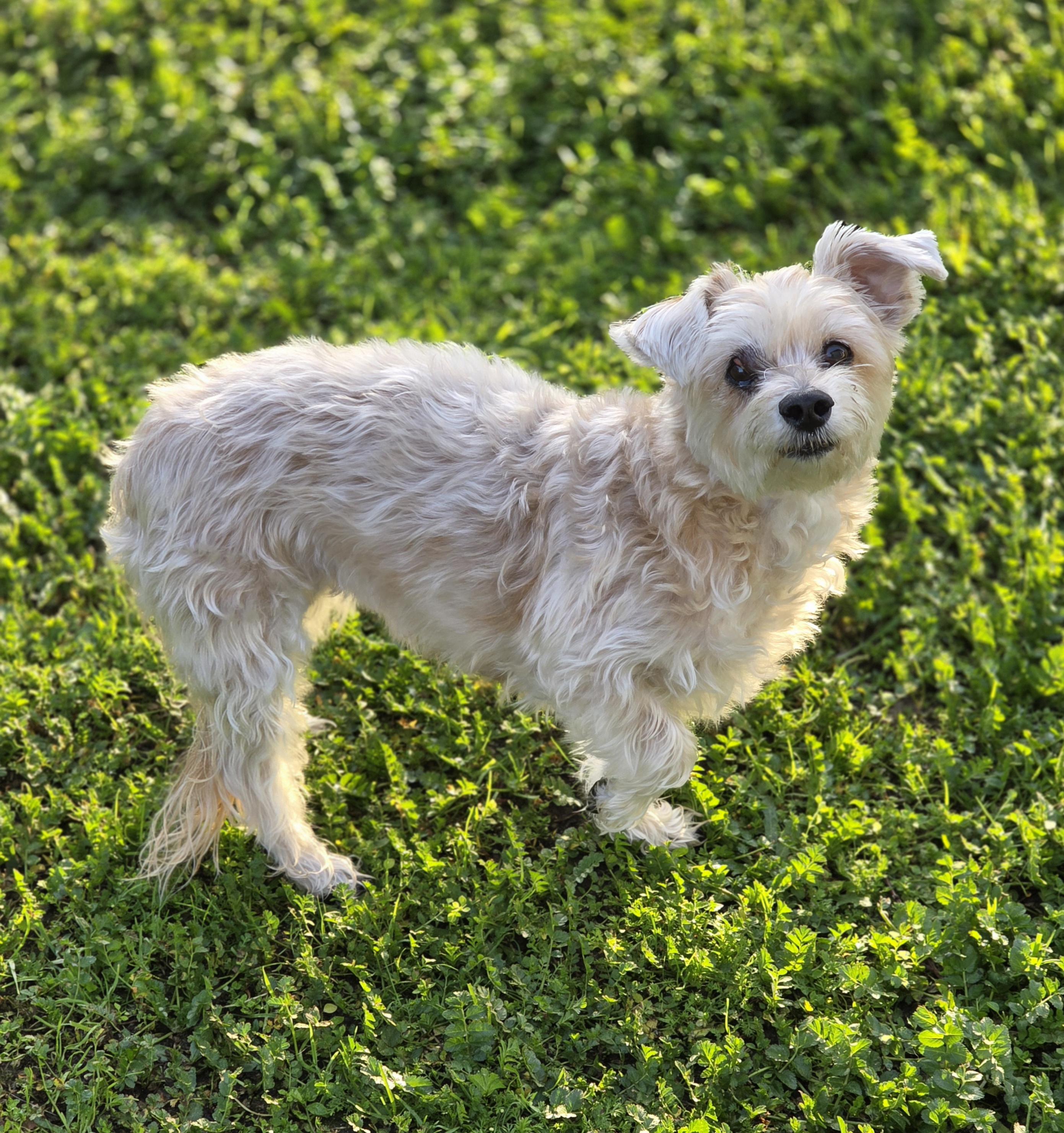 Summer, ADOPTABLE, Senior Female Yorkshire Terrier & Silky Terrier.