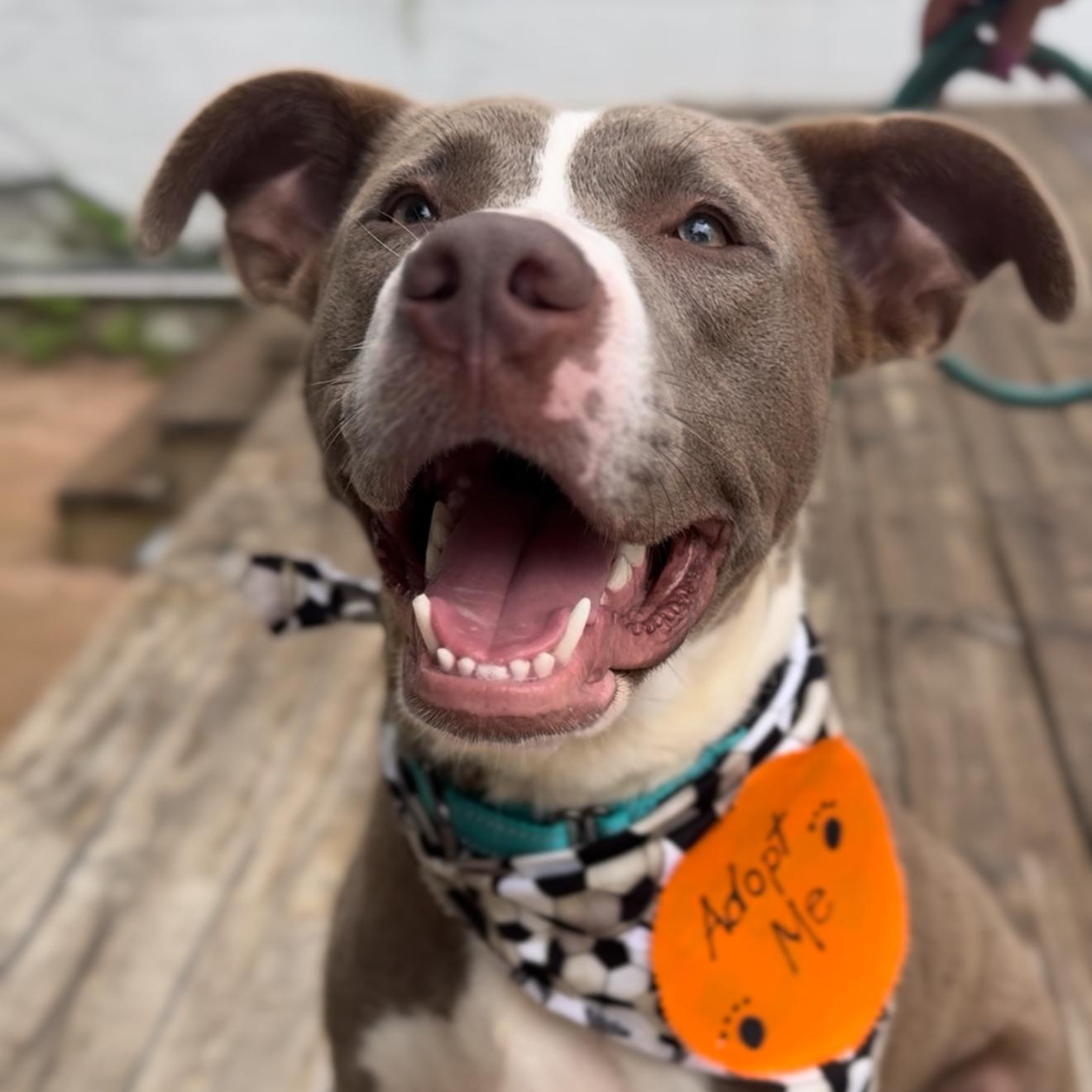 Donny American Staffordshire Terrier Dog
