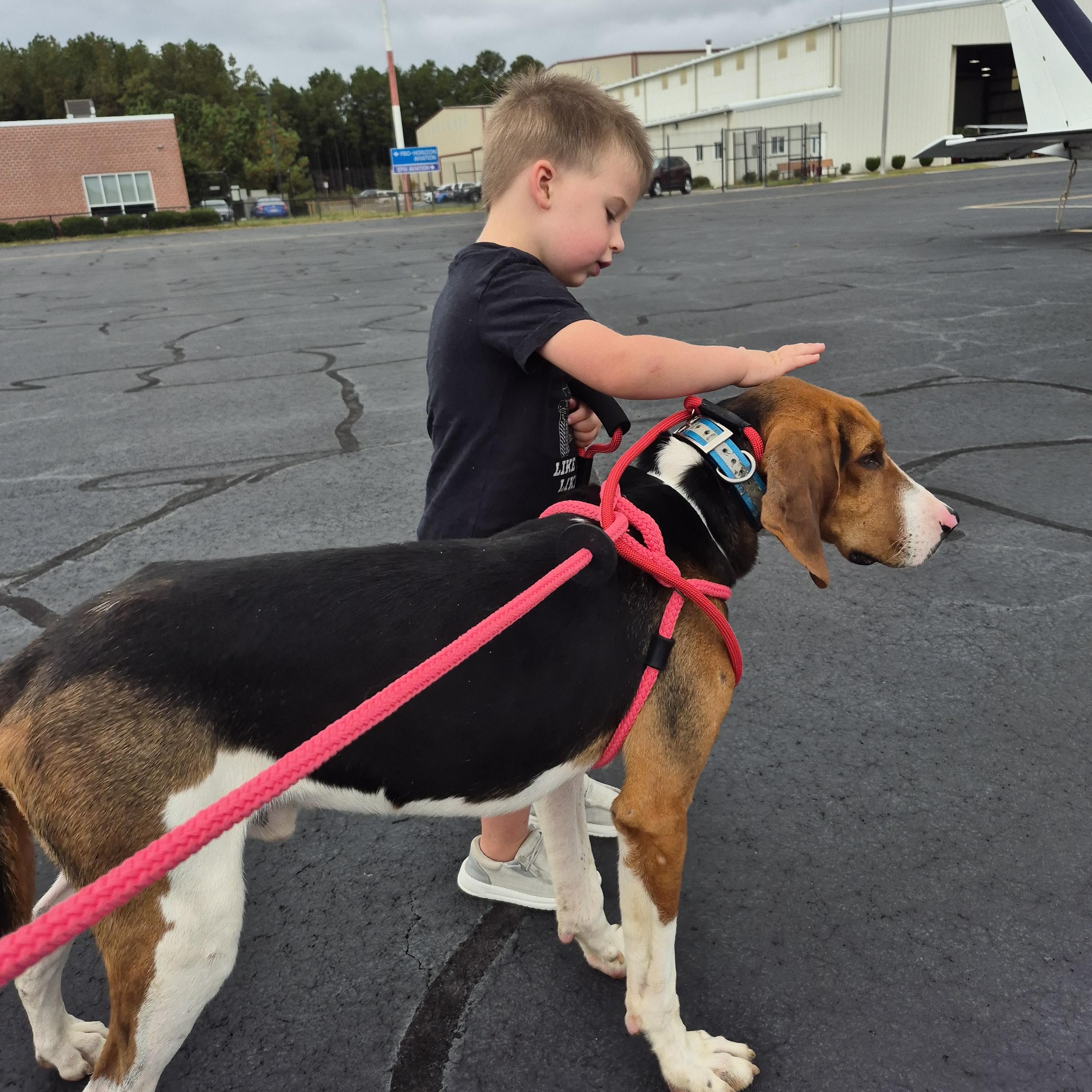 Prince, a Adoptable Treeing Walker Coonhound in Chesapeake, VA image 6/6