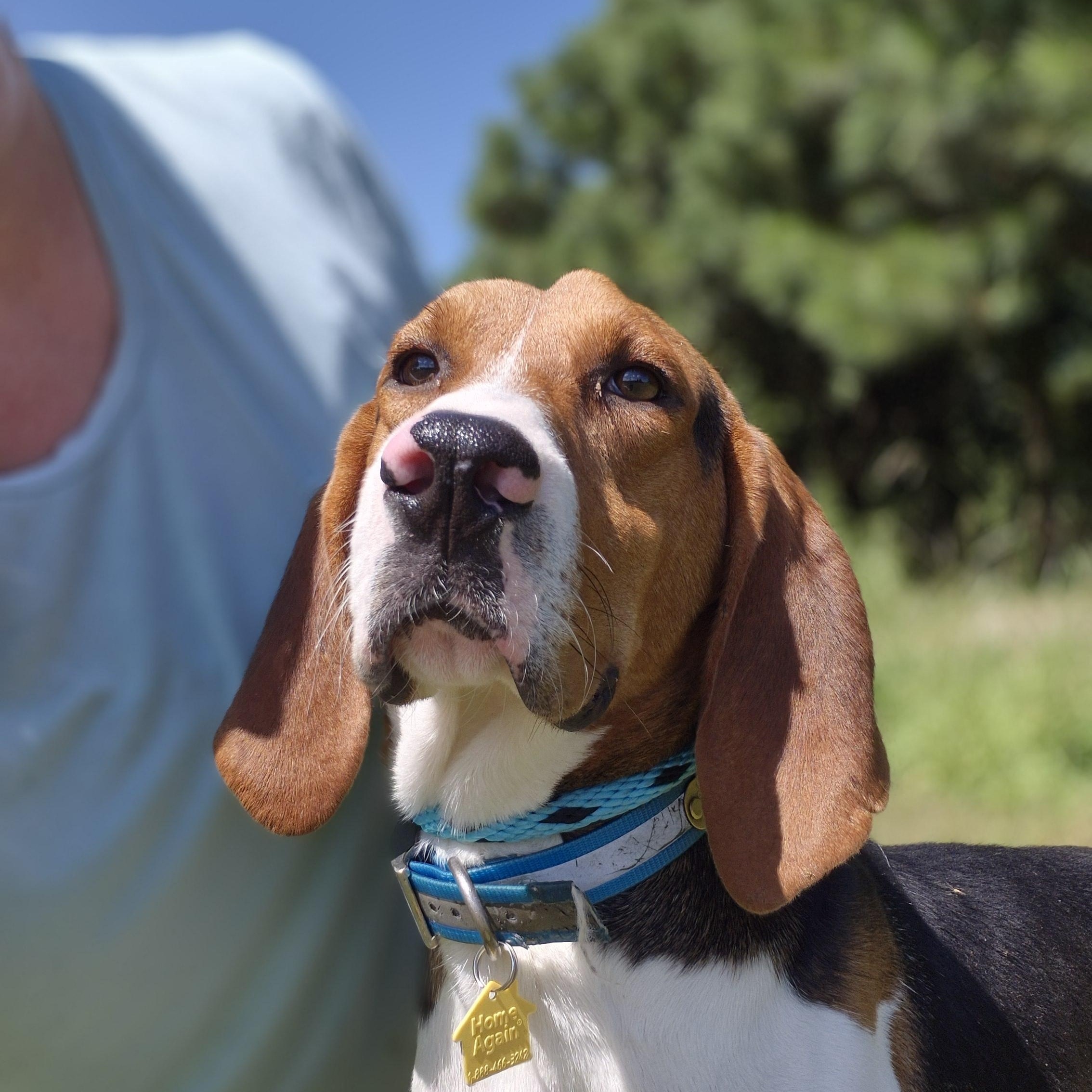 Prince, a Adoptable Treeing Walker Coonhound in Chesapeake, VA image 2/6