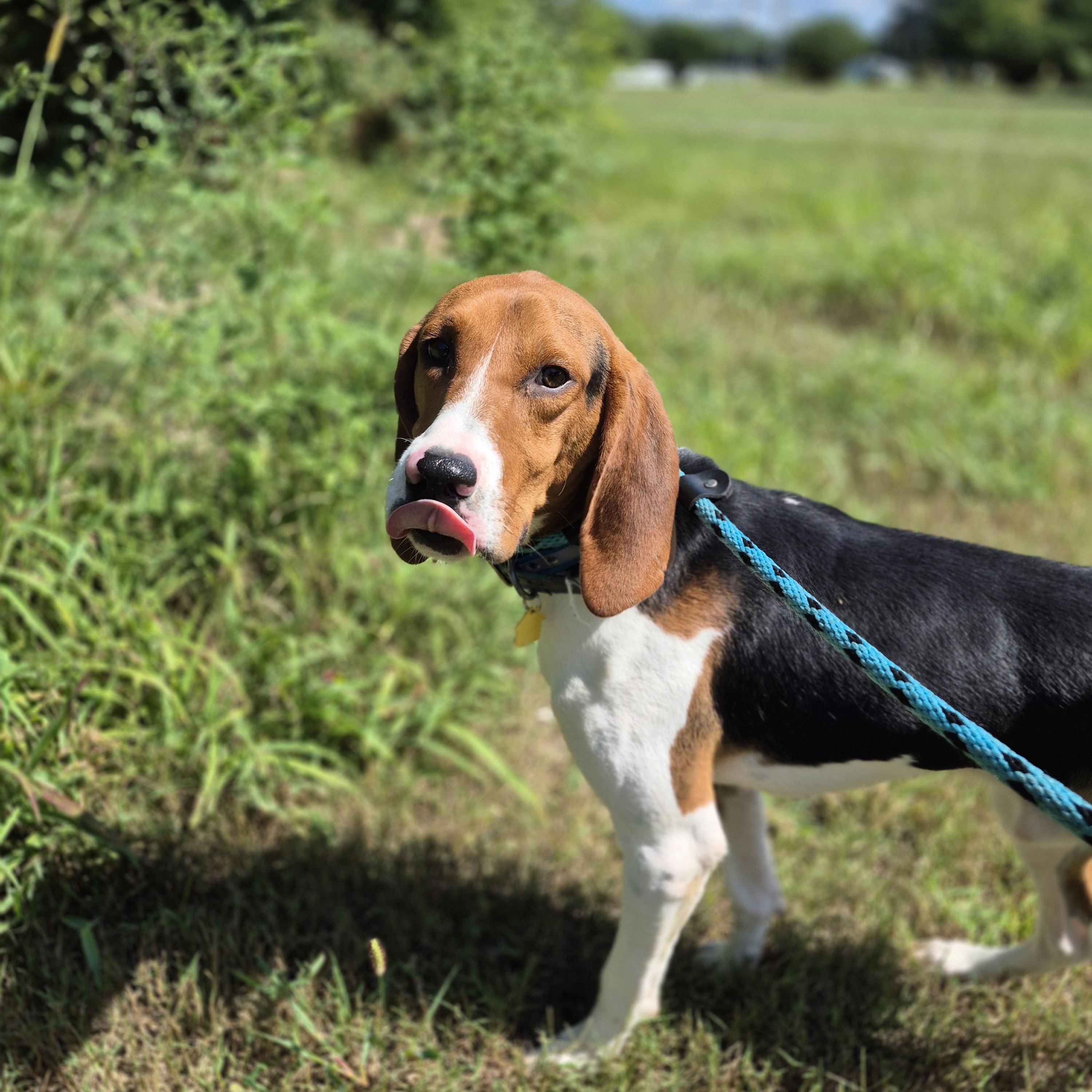 Prince, a Adoptable Treeing Walker Coonhound in Chesapeake, VA image 3/6
