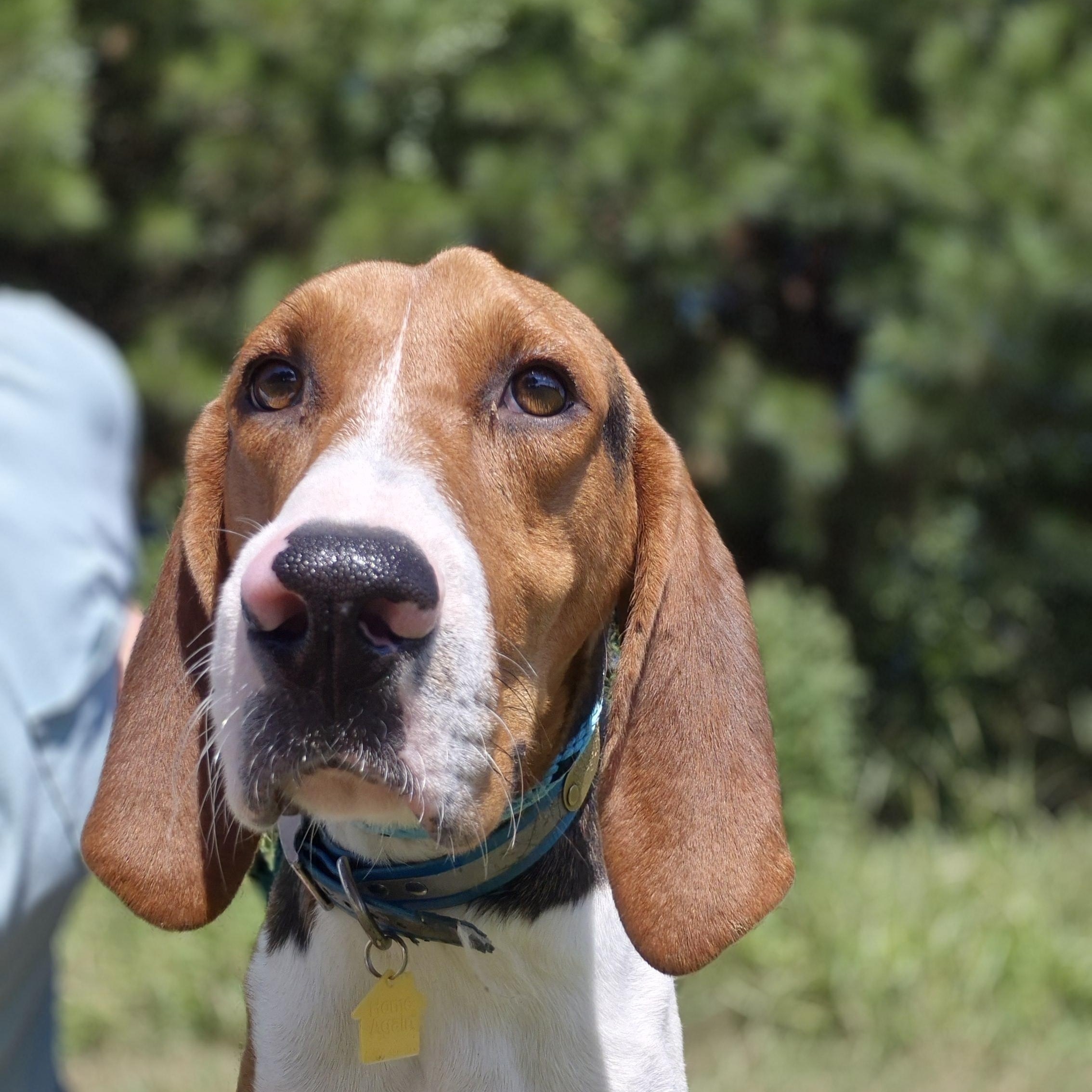 Prince, Adoptable, Young Male Treeing Walker Coonhound.