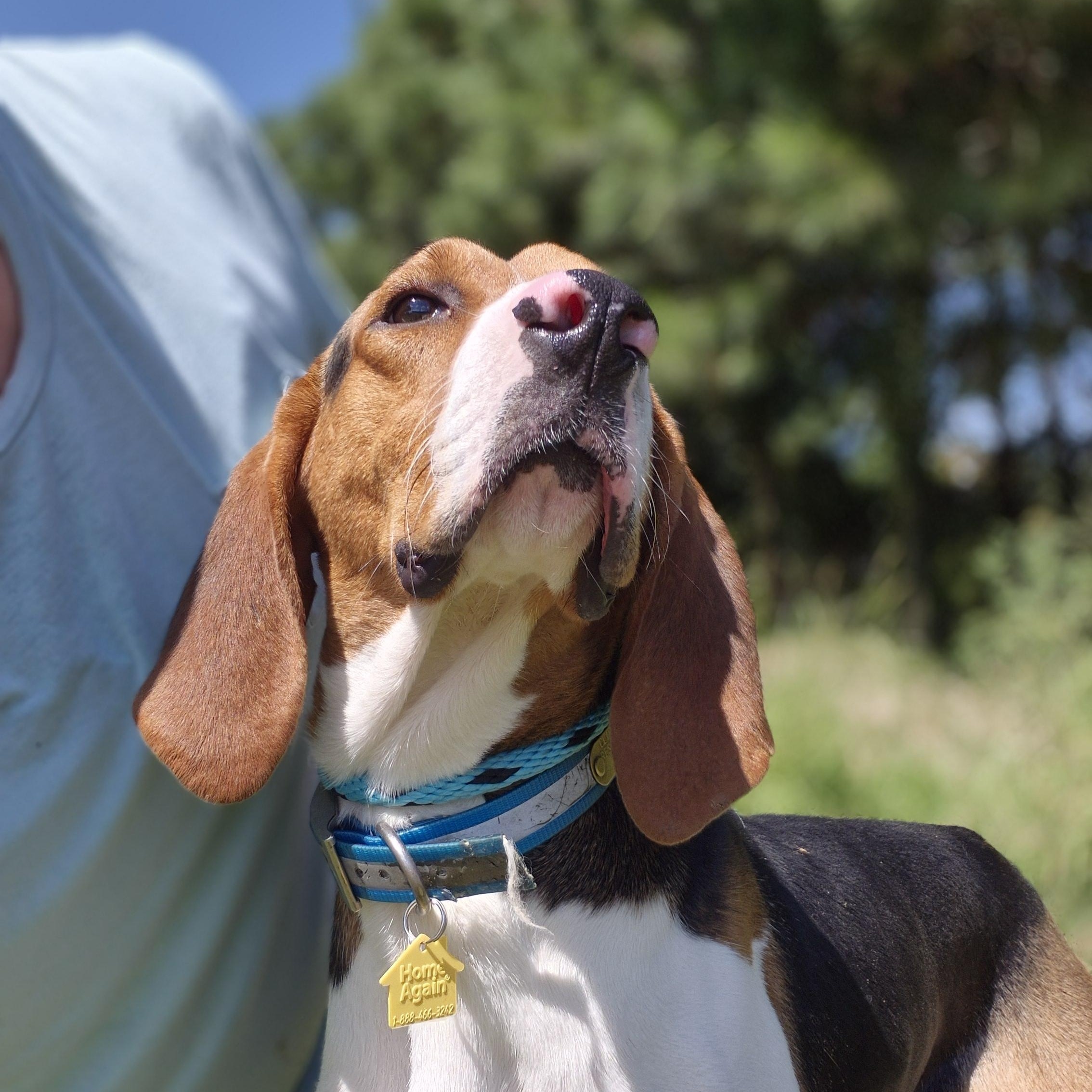 Prince, a Adoptable Treeing Walker Coonhound in Chesapeake, VA image 5/6