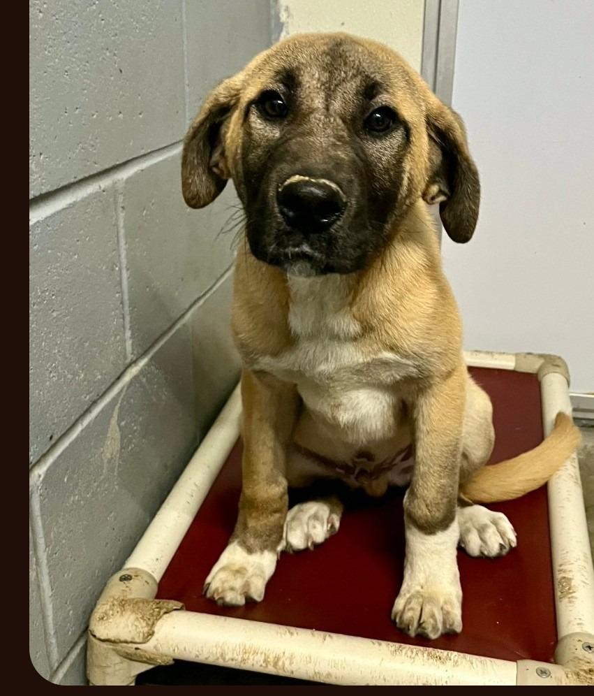 Yoshi, Adoptable, Young Male Anatolian Shepherd.