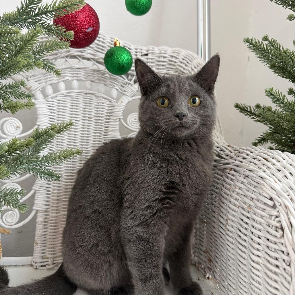 McRain 55429, Adoptable, Young Female Domestic Short Hair & Russian Blue.