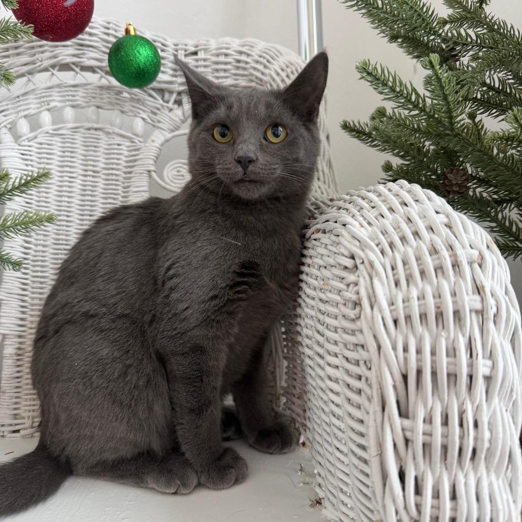 McRain 55429, a Adoptable mixed breed in Eaton Rapids, MI image 2/6