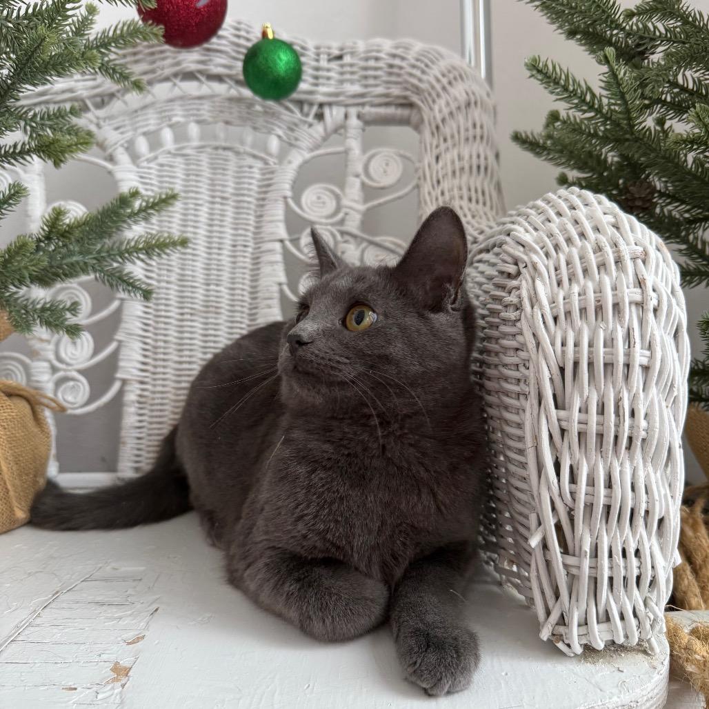 McRain 55429, a Adoptable mixed breed in Eaton Rapids, MI image 3/6