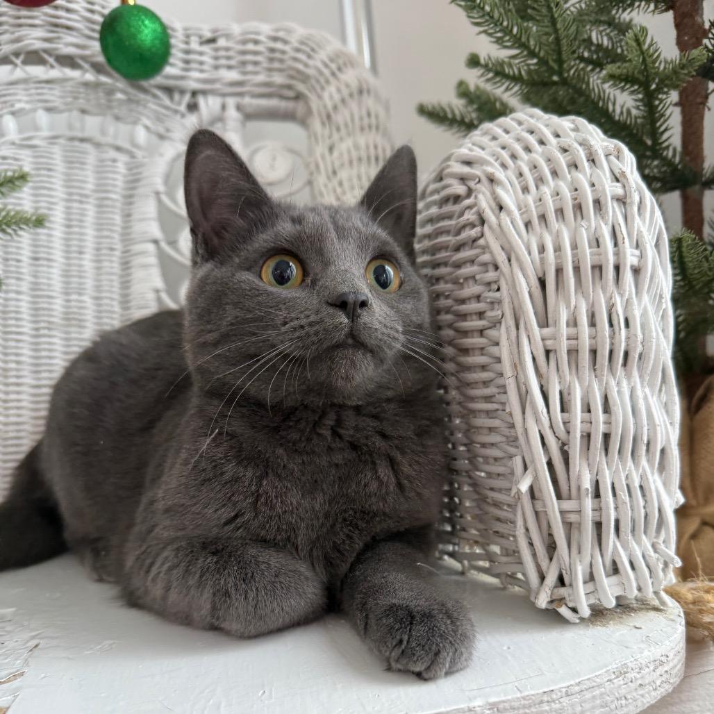 McRain 55429, a Adoptable mixed breed in Eaton Rapids, MI image 5/6