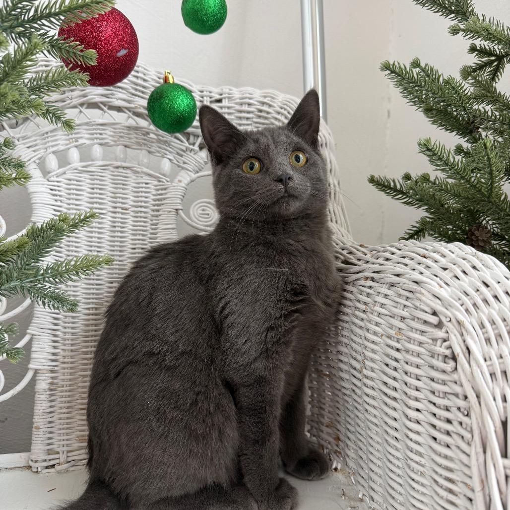 McRain 55429, a Adoptable mixed breed in Eaton Rapids, MI image 6/6