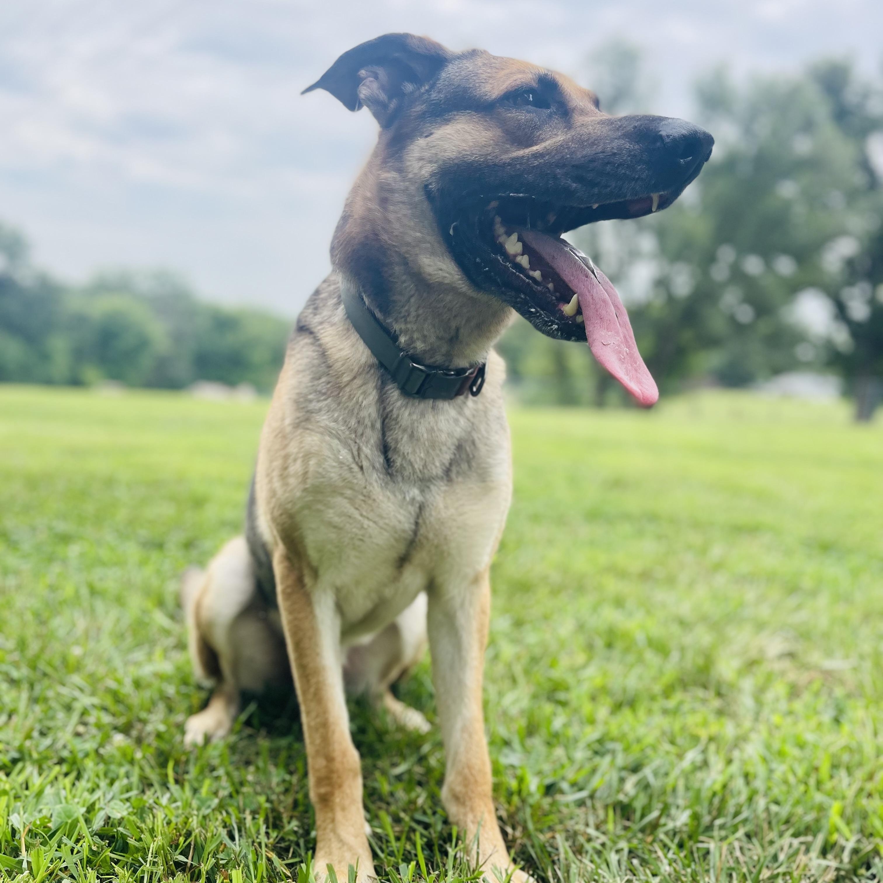 Shep