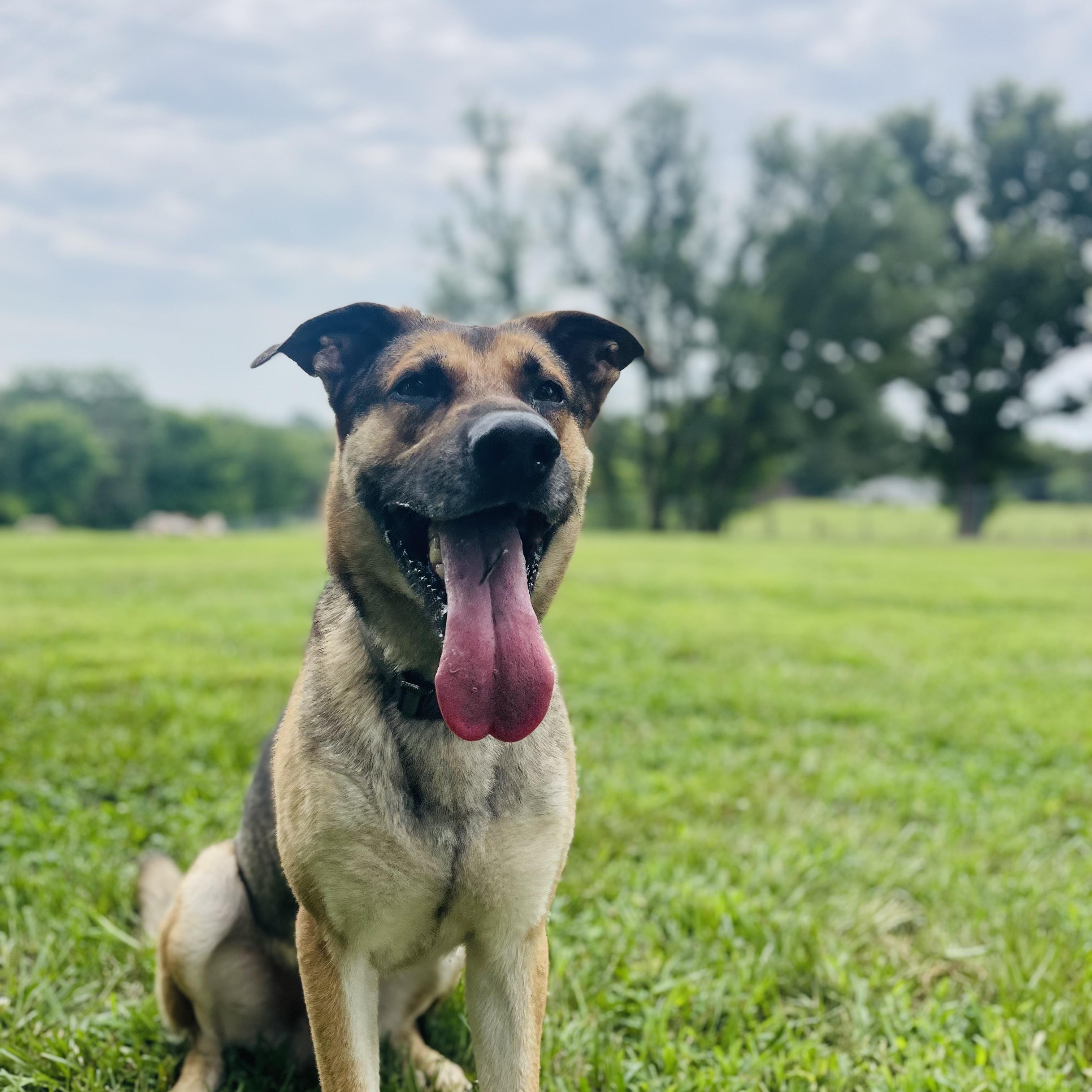 Shep