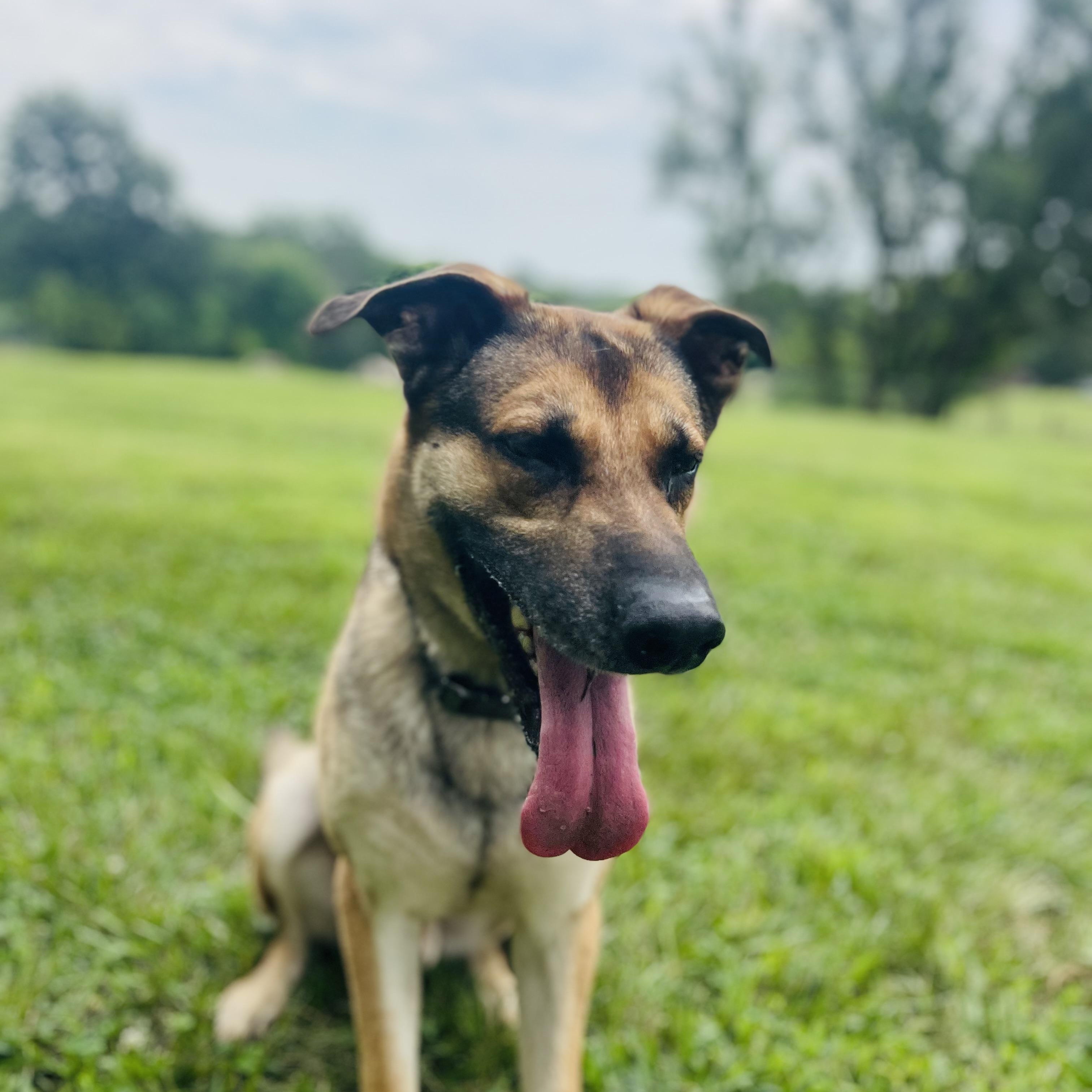 Shep, a Adoptable mixed breed in Jefferson City, MO image 5/6