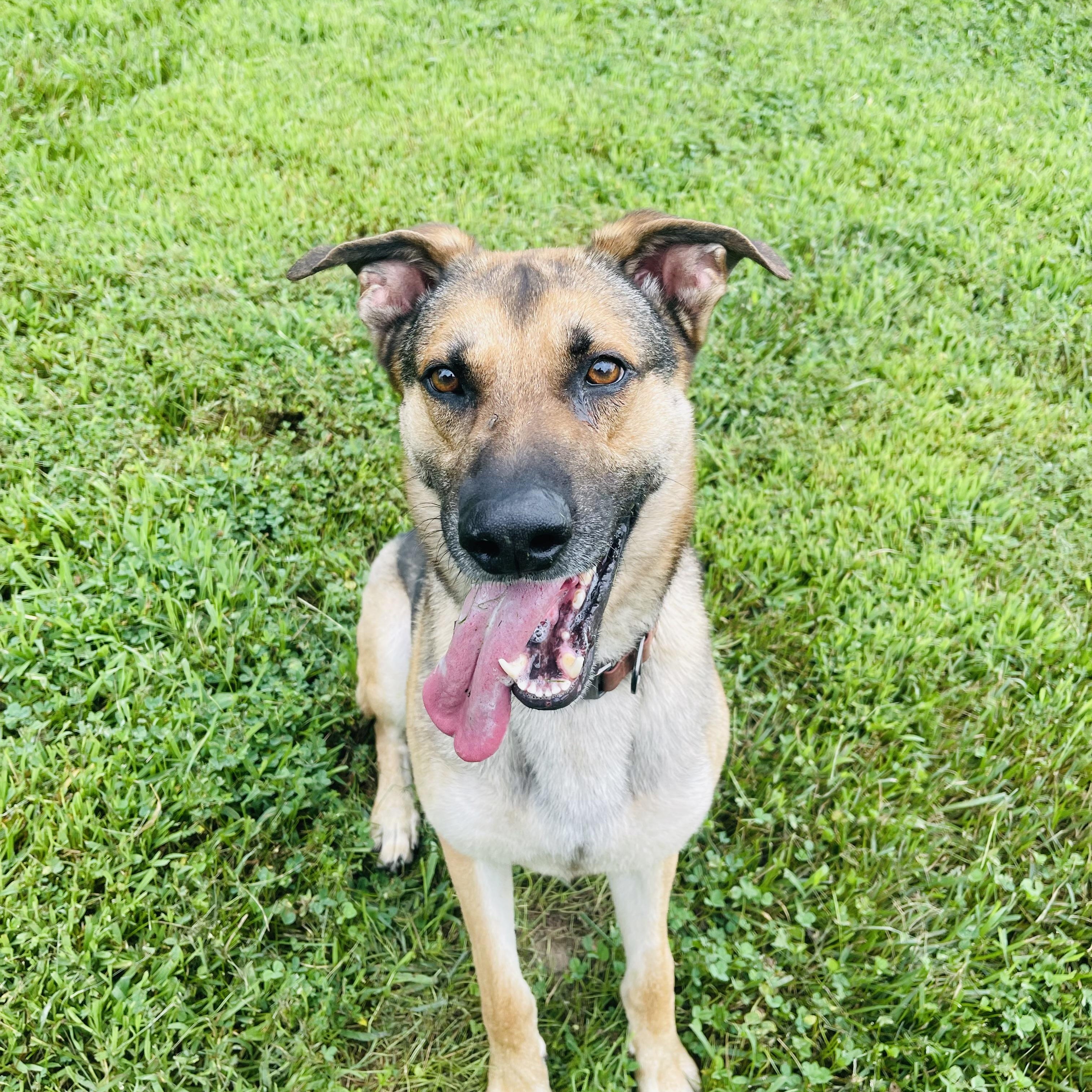 Shep