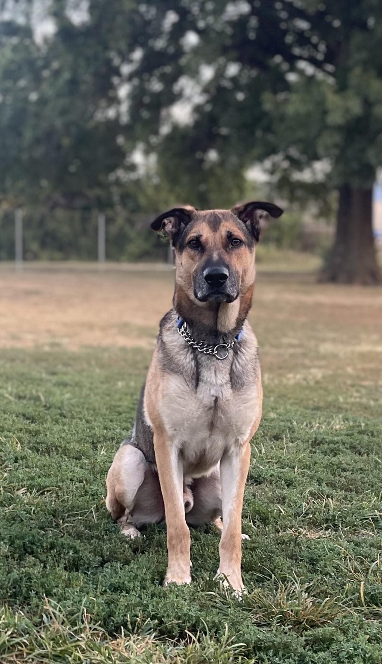 Shep, a Adoptable mixed breed in Jefferson City, MO image 1/6