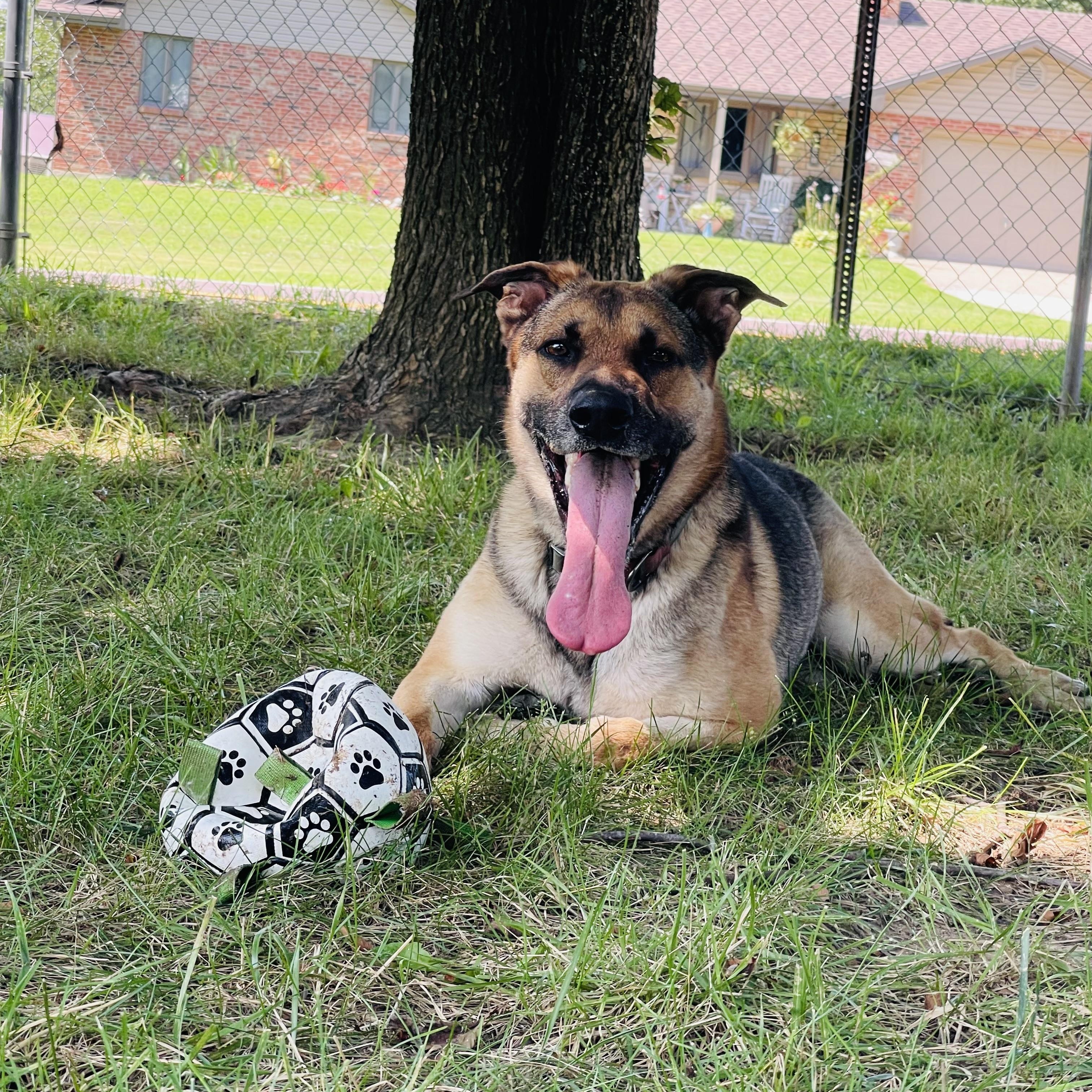 Shep, a Adoptable mixed breed in Jefferson City, MO image 2/6