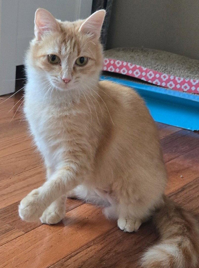 Jinx - FIV+, Adoptable, Young Female Domestic Medium Hair.