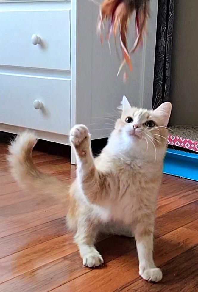 Enlarge Jinx - FIV+, a Adoptable Domestic Medium Hair in Leesburg, VA image 2/3