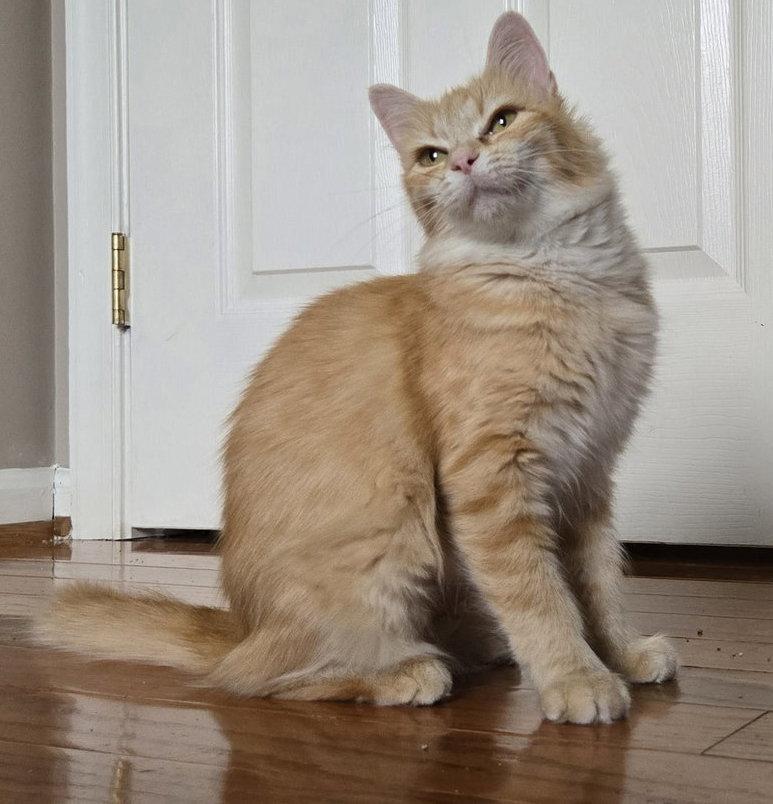 Enlarge Jinx - FIV+, a Adoptable Domestic Medium Hair in Leesburg, VA image 3/3