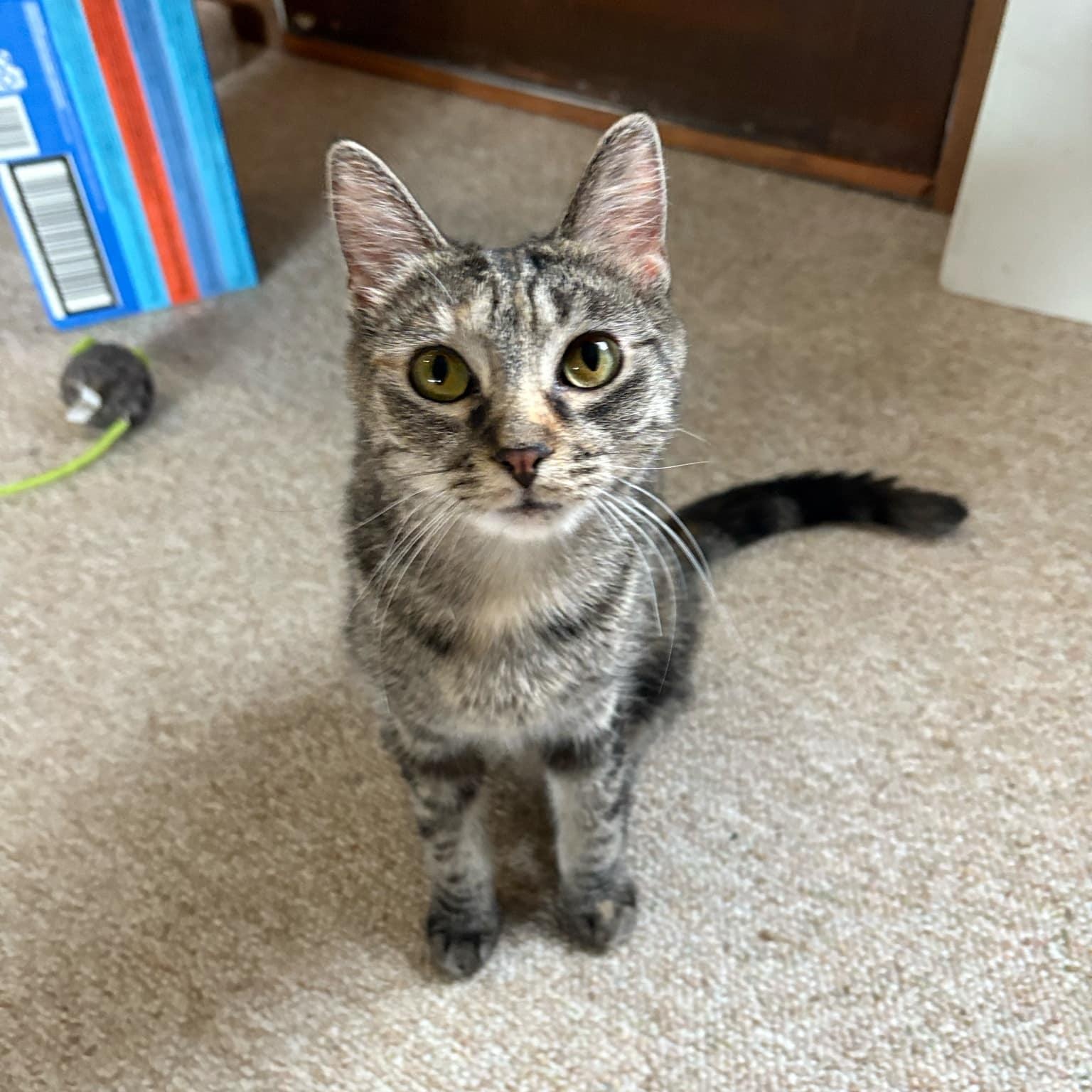 Krissy Kay @ Livonia PetSmart, a Adoptable Tabby in Livonia, MI image 1/4