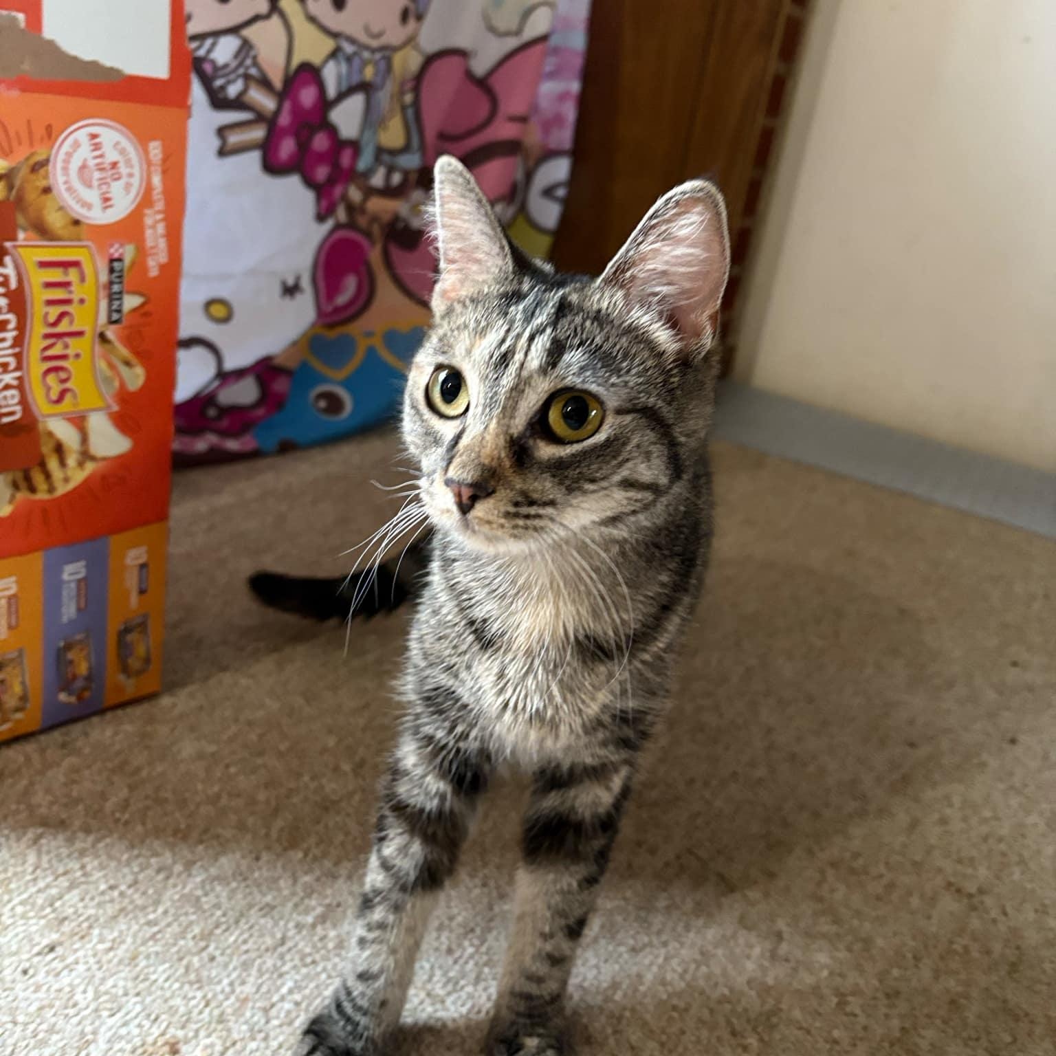 Krissy Kay @ Livonia PetSmart, a Adoptable Tabby in Livonia, MI image 2/4