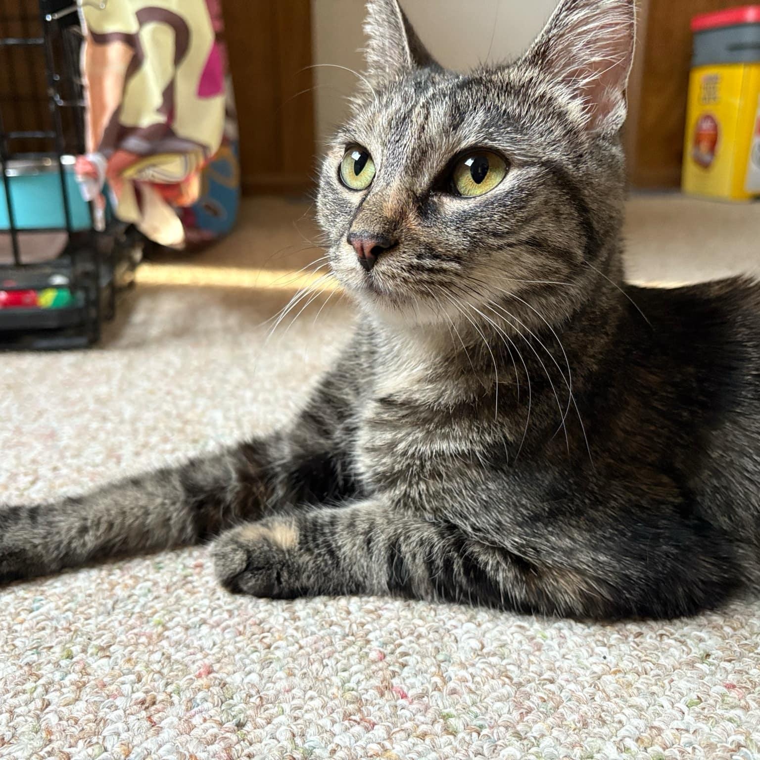 Krissy Kay @ Livonia PetSmart, a Adoptable Tabby in Livonia, MI image 3/4