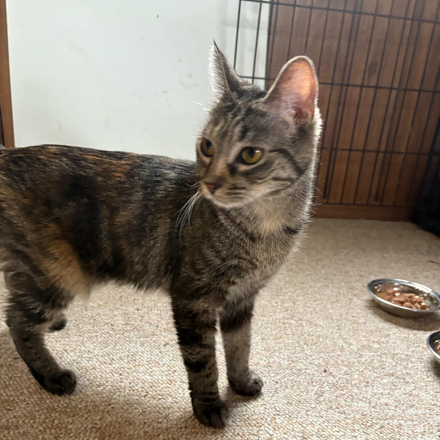 Krissy Kay @ Livonia PetSmart, a Adoptable Tabby in Livonia, MI image 4/4