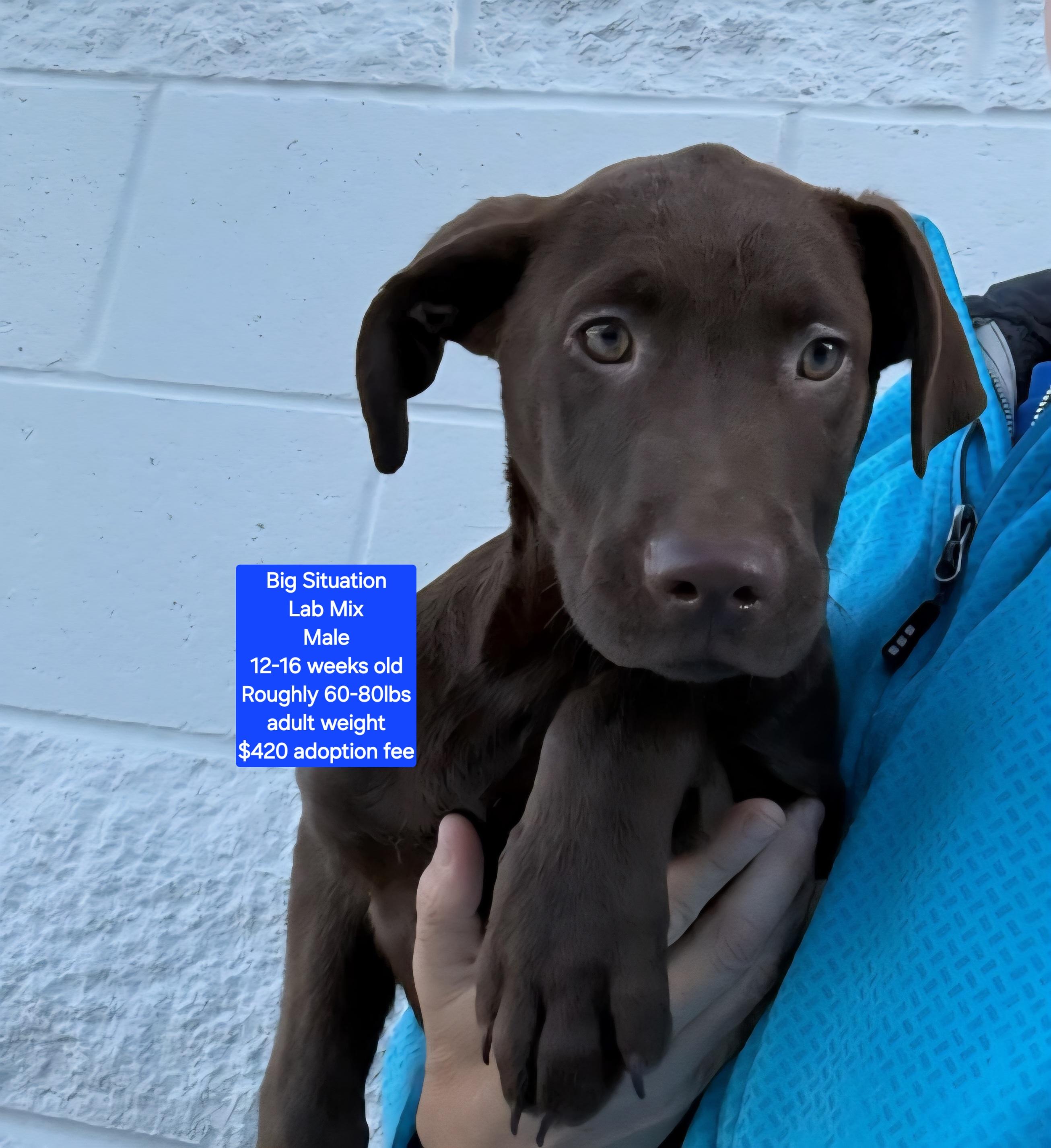 Big Situation, ADOPTABLE, Puppy Male Labrador Retriever.