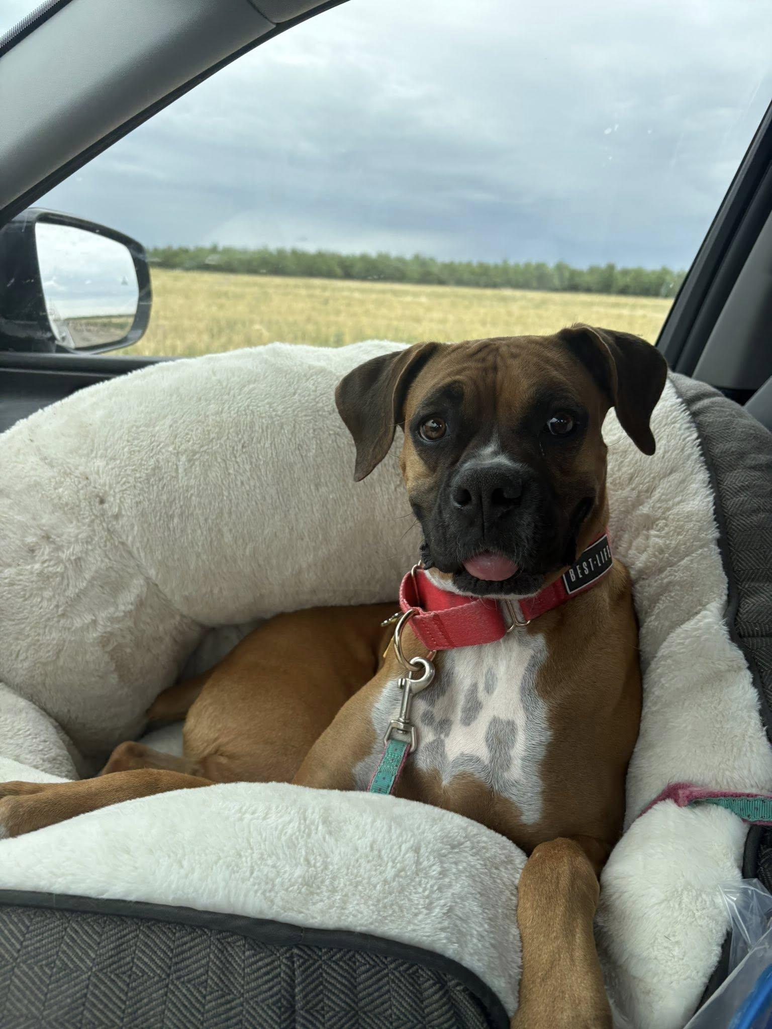 Silly, Adoptable, Young Female Boxer.