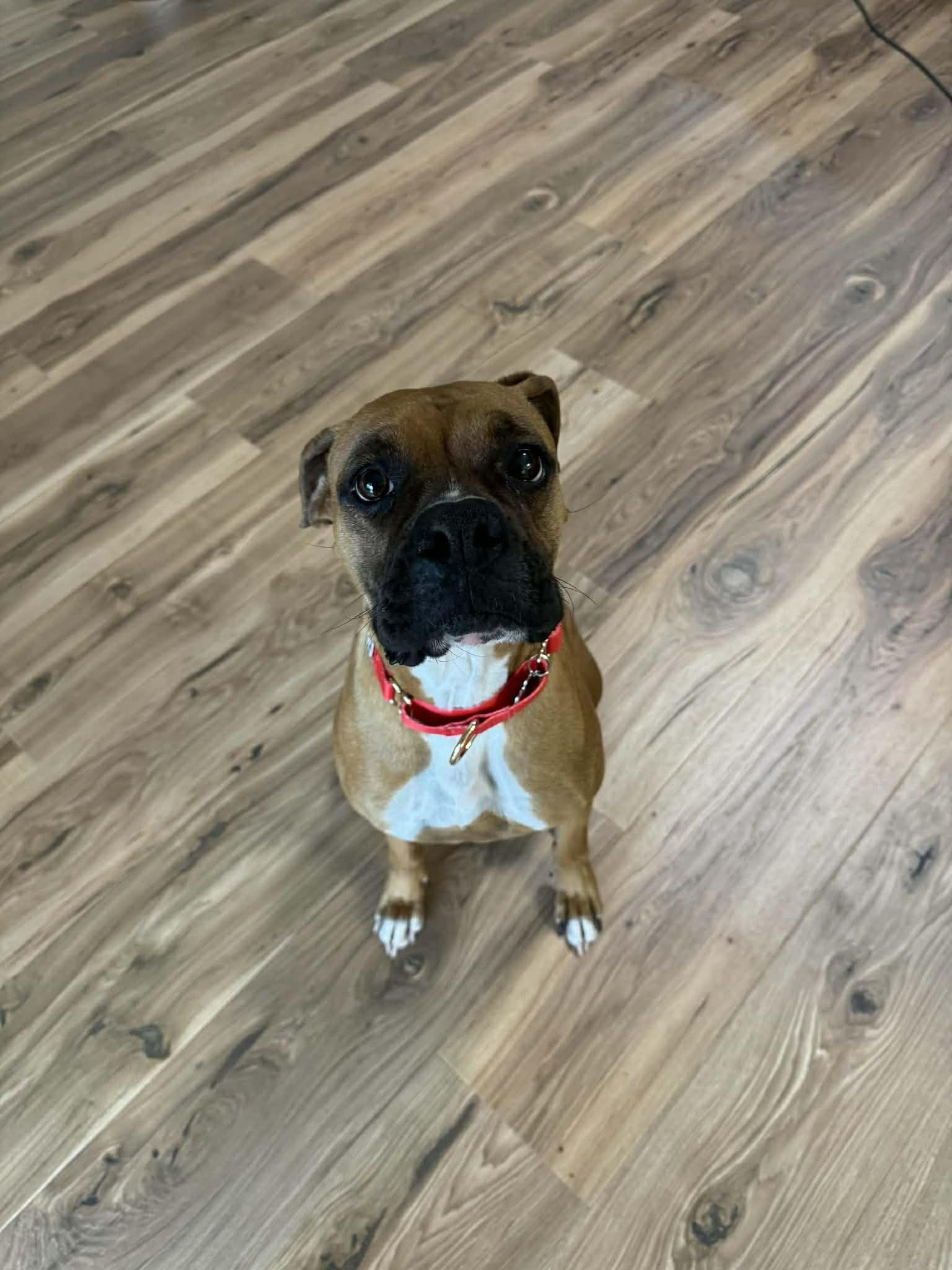 Enlarge Silly, a Adoptable Boxer in Stanwood, WA image 2/3