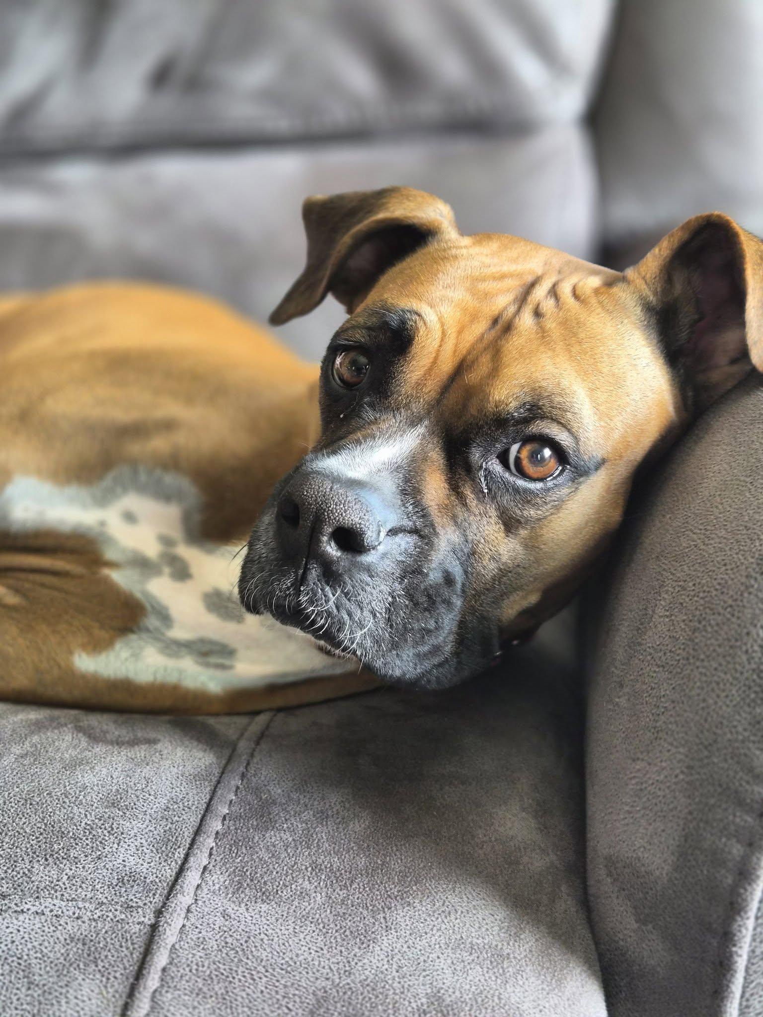 Enlarge Silly, a Adoptable Boxer in Stanwood, WA image 3/3