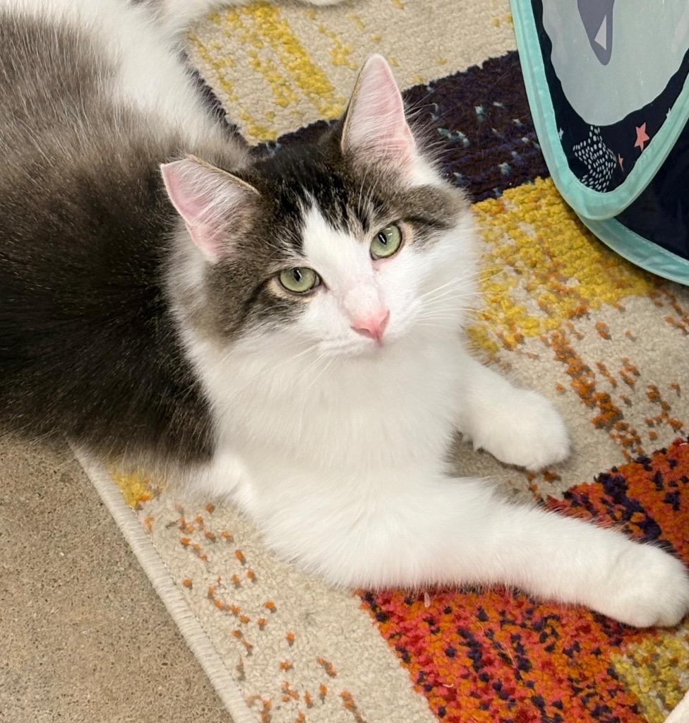 Crowley, Adoptable, Kitten Male Domestic Long Hair.