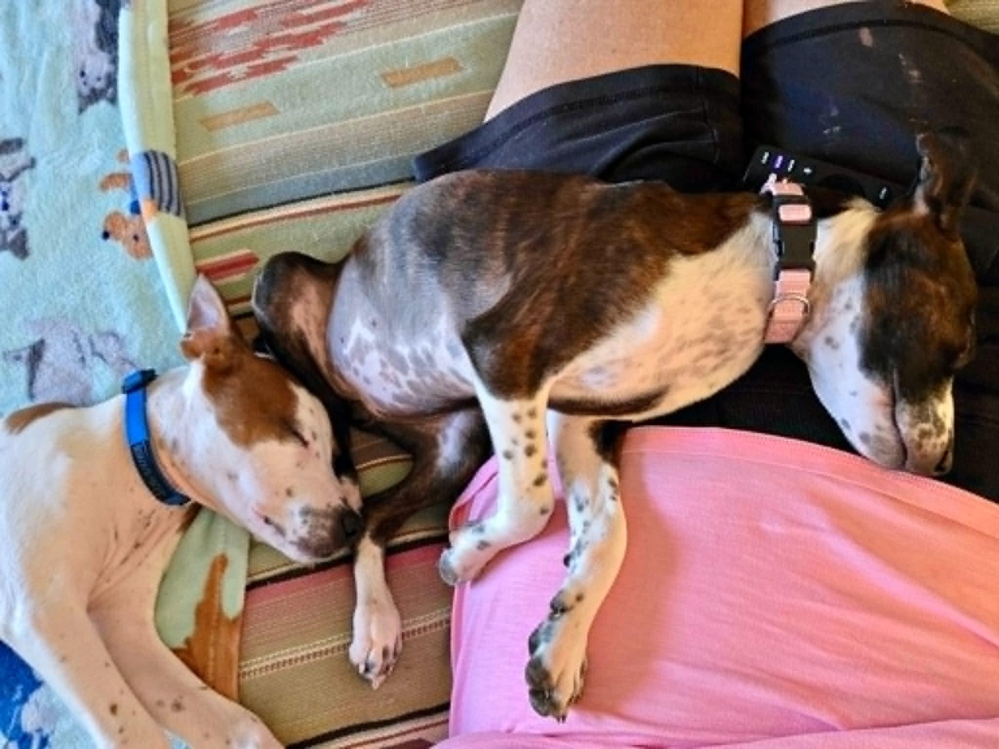 Enlarge HANK, a Adopted mixed breed in Largo, FL image 6/6