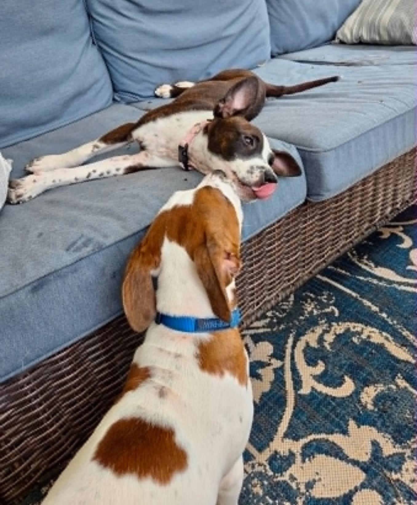 Enlarge HANK, a Adopted mixed breed in Largo, FL image 3/6