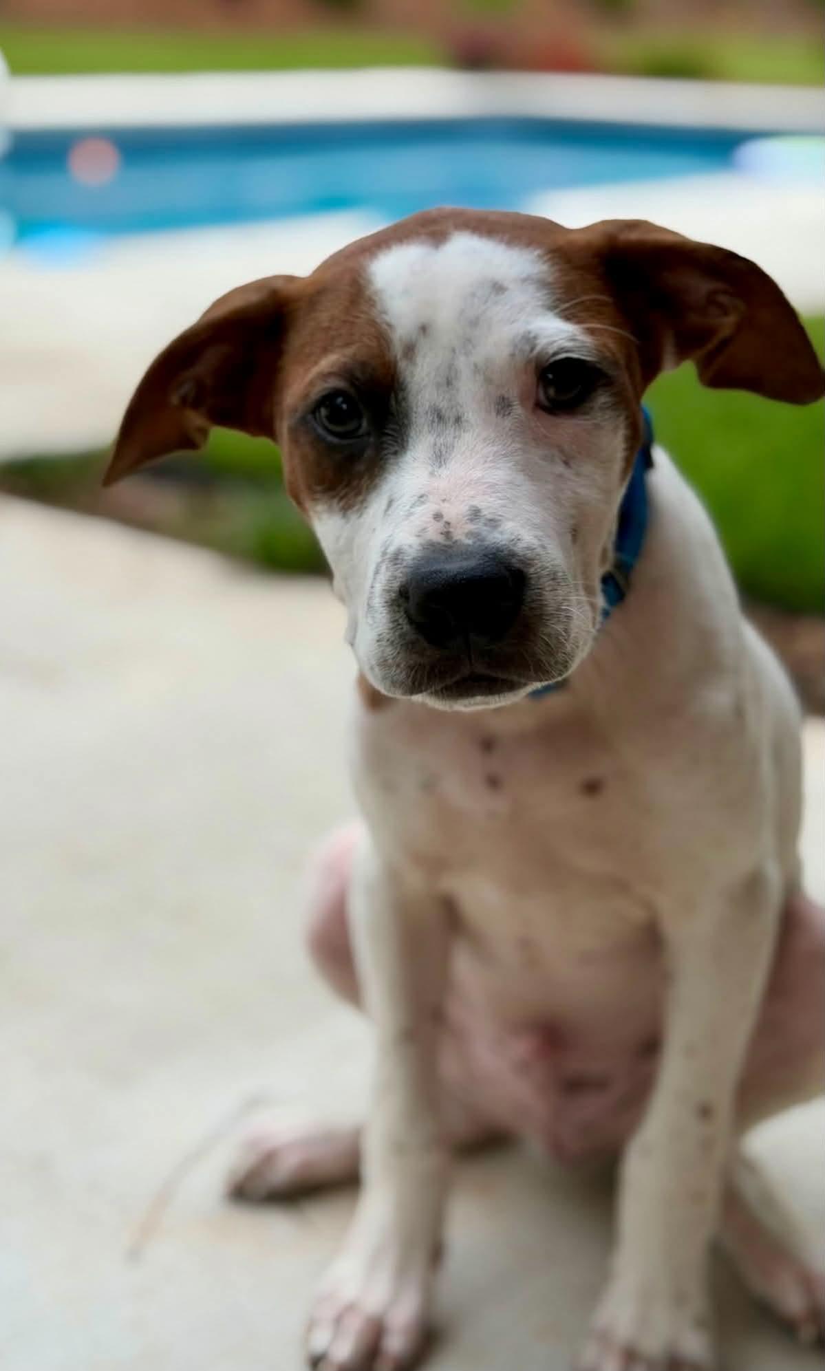 Enlarge HANK, a Adopted mixed breed in Largo, FL image 2/6